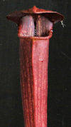 S. alata - Perry County - red 