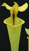 S. flava var. atropurpurea - B