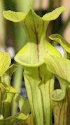 S. flava var. cuprea - Orange 
