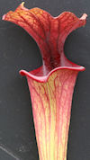 S. flava var. ornata - Solid r