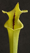 S. flava var. rubricorpora - H