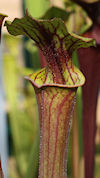 S. flava var. rubricorpora - P