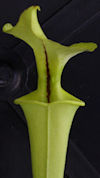 S. flava var. rugelii - Giant,