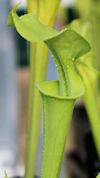 S. flava var. maxima - wide li