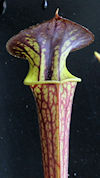 S. flava var. ornata - heavy v