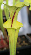 S. flava var. rugelii - very t