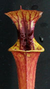 S. flava var. rubricorpora - (