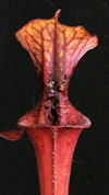 S. flava var. rubricorpora - (