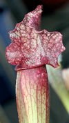 S. leucophylla - North of East