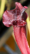 S. leucophylla - North of East