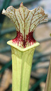 S. 'Unknown hybrid' - Ex SL124