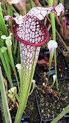 S. leucophylla - 'Purple Lips'