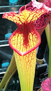 S. 'Leah Wilkerson' x Open pol
