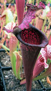S. leucophylla - pink x mitche