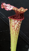 S. leucophylla - Pubescent - D