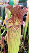 S. alata - Giant red throat - 