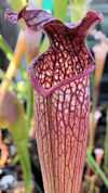 S. alata - Giant red throat - 