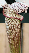 S. leucophylla - Pink Lipped -