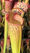 S. leucophylla - Pink Lipped -