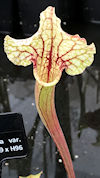 S. leucophylla var. Alba x 'Z'