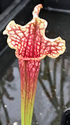 S. leucophylla var. Alba x 'Z'