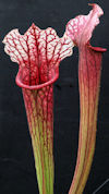 S. leucophylla var. Alba x 'Z'