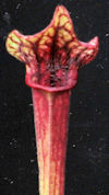 S. leucophylla var. Alba x 'Z'