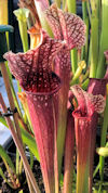 S. 'Zombie'<br>= S. leucophyll