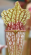 S. oreophila - Heavy veined fo