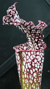 S. leucophylla - Purple & whit