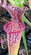 S. leucophylla - Purple & whit