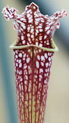 S. leucophylla - Purple & whit
