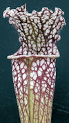 S. leucophylla - Purple & whit