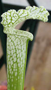S. leucophylla f. viridescens 
