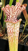 S. leucophylla f. viridescens 