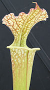 S. leucophylla (MS L31A - robu