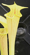 S.  'Aidans veiny thingy' x fl