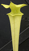 S.  'Aidans veiny thingy' x fl