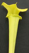 S.  'Aidans veiny thingy' x fl