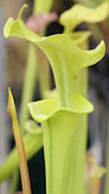 S. x moorei - Botanical Garden