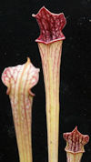 S. ('Lynda Butt' x 'Judith Hin