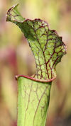 S. leucophylla - Chipola River