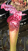 S. leucophylla - Baldwin Count