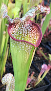 S. leucophylla - Baldwin Count