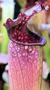 S. leucophylla - Baldwin Count