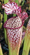 S. leucophylla - Baldwin Count