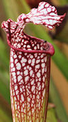 S. leucophylla - Baldwin Count