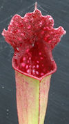 S. leucophylla - Baldwin Count