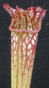 S. leucophylla - Baldwin Count