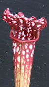 S. leucophylla - Baldwin Count